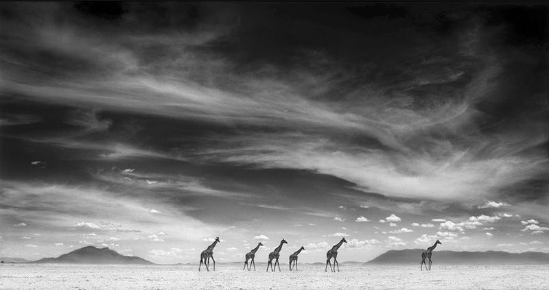 Nick Brandt 5