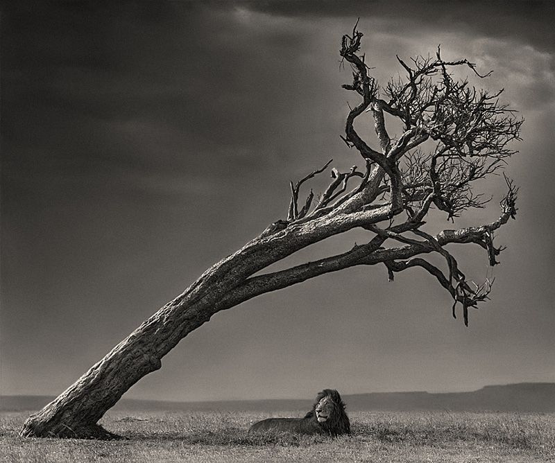Nick Brandt 6