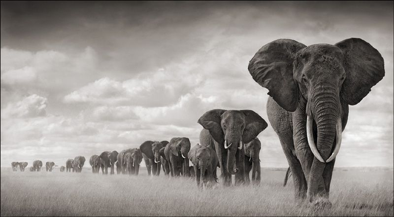 Nick Brandt 7