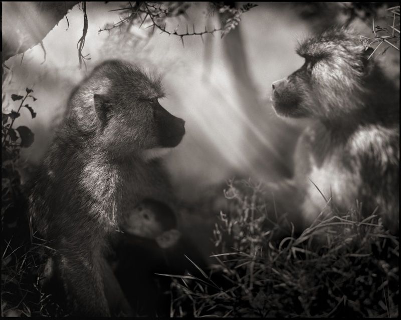 Nick Brandt 9