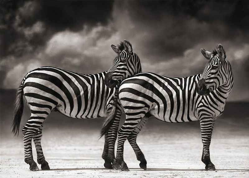 Nick Brandt 10