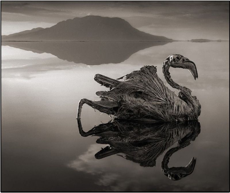 Nick Brandt 12