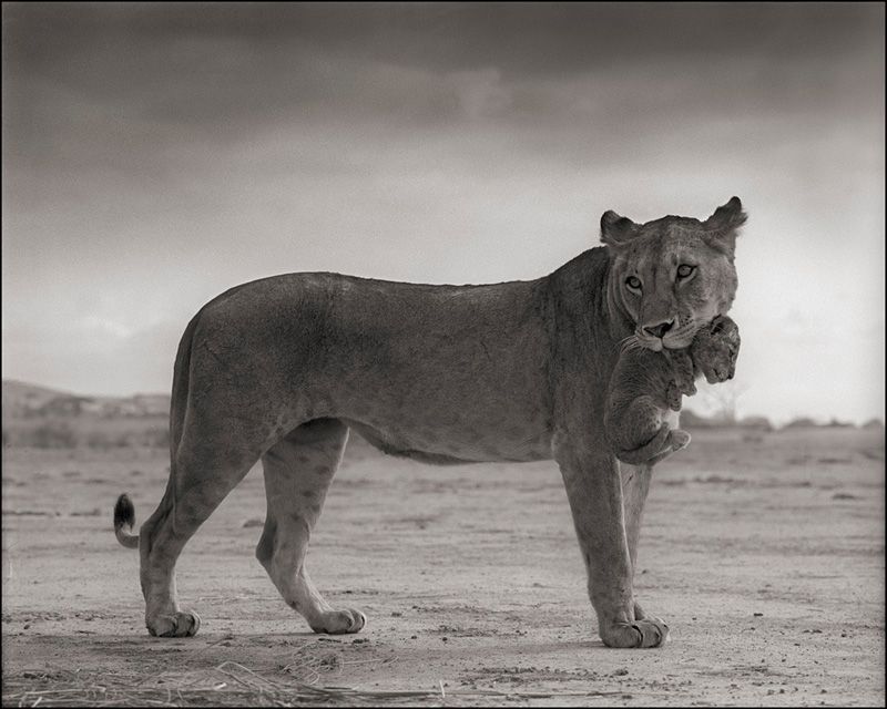 Nick Brandt 14