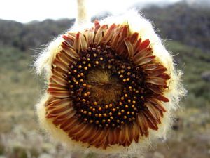 Coespeletia palustris