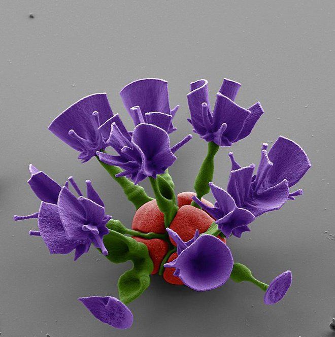 Flores de matraz 02
