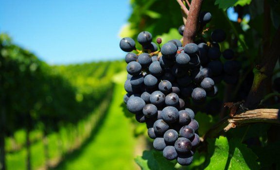 Uvas