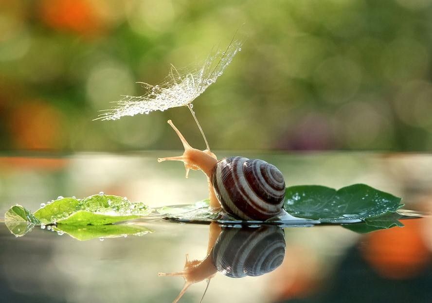 Caracol 1
