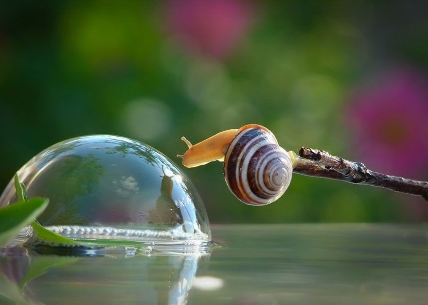 Caracol 2