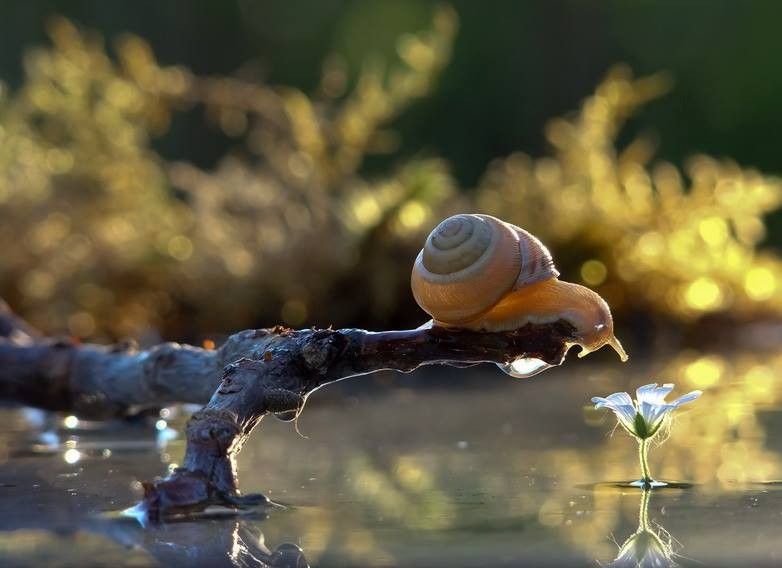 Caracol 3