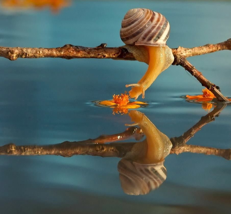 Caracol 4