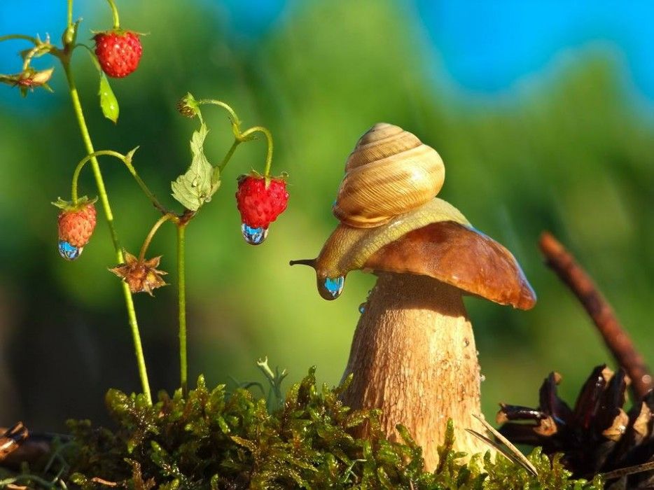Caracol 6
