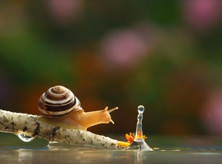 Caracol 9