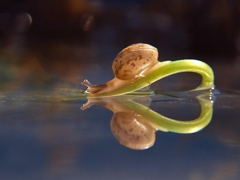 Caracol 10