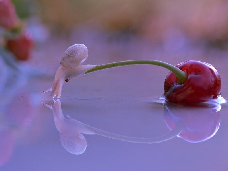 Caracol 11