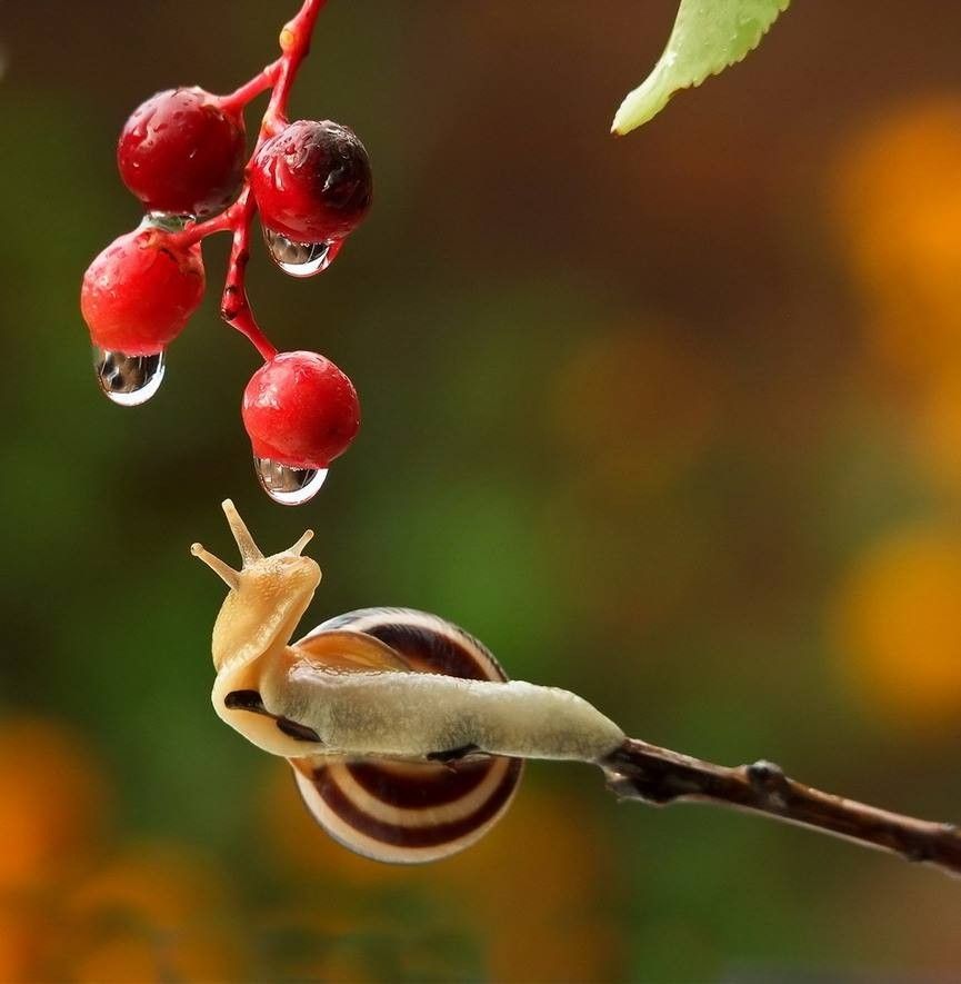 Caracol 13