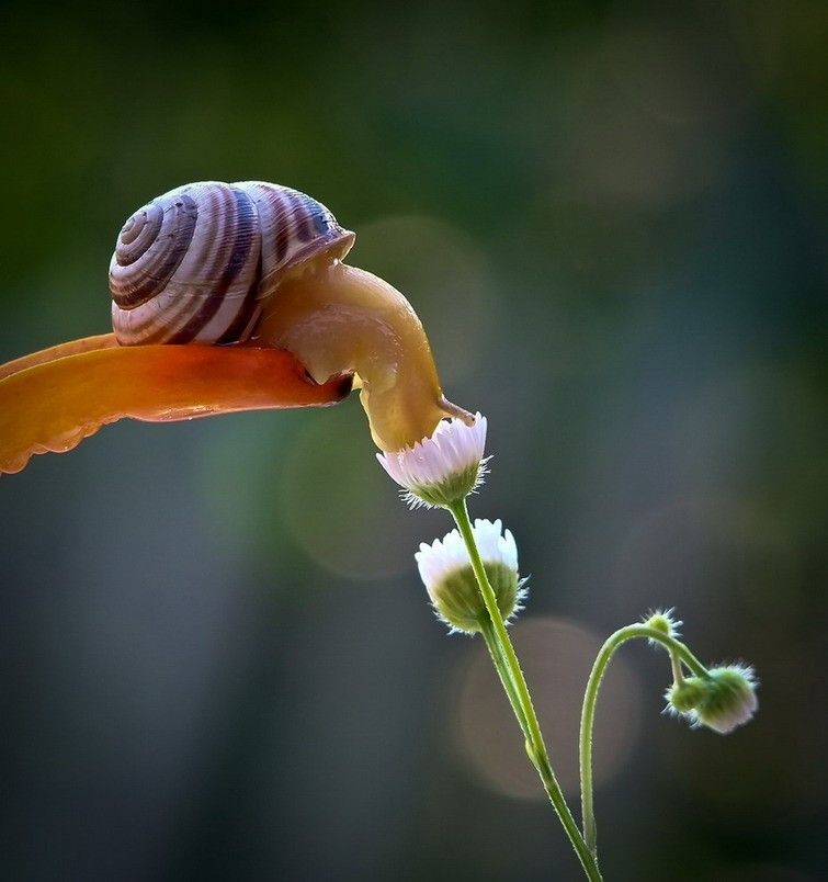 Caracol 14