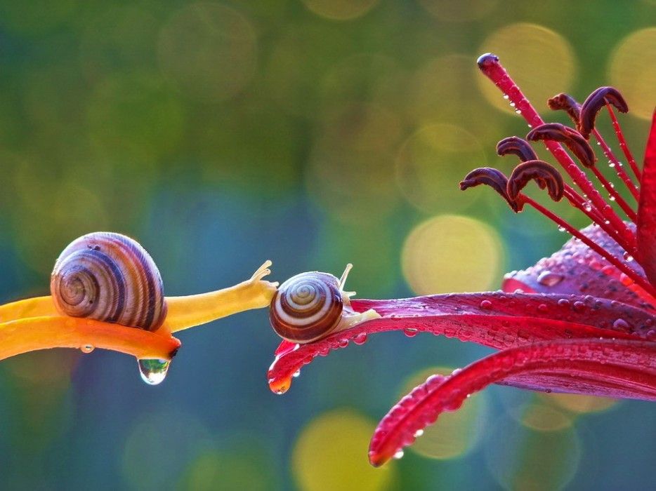 Caracol 15