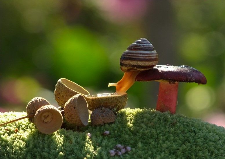 Caracol 16