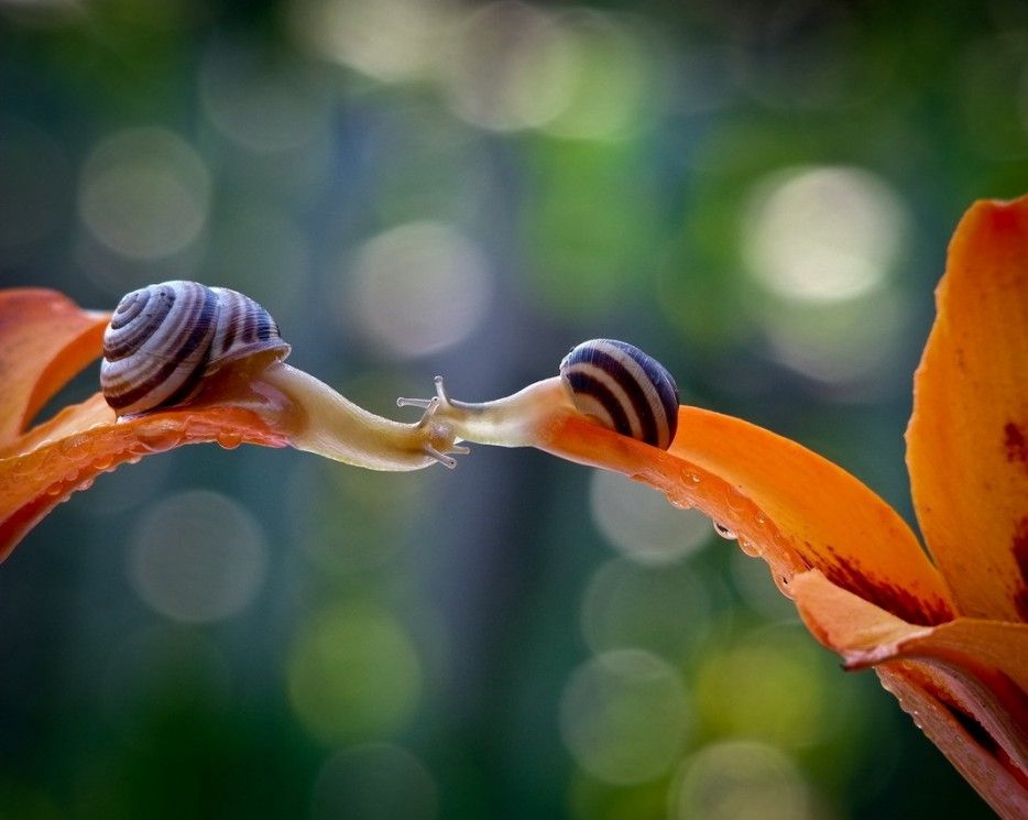 Caracol 18