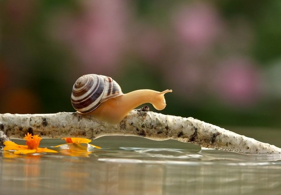 Caracol 21