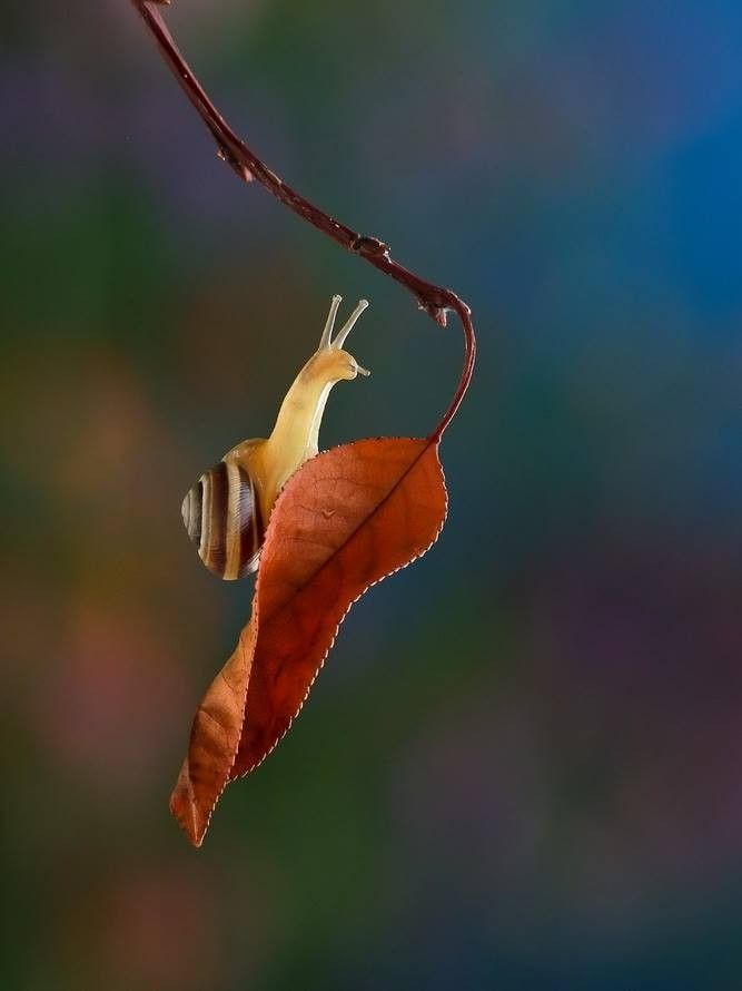 Caracol 22