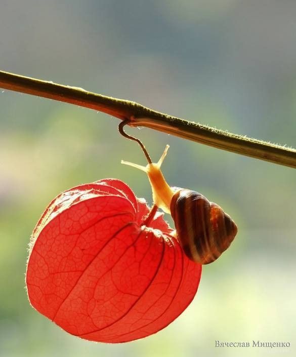 Caracol 23
