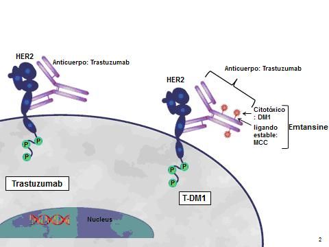 Trastuzumab emtansine