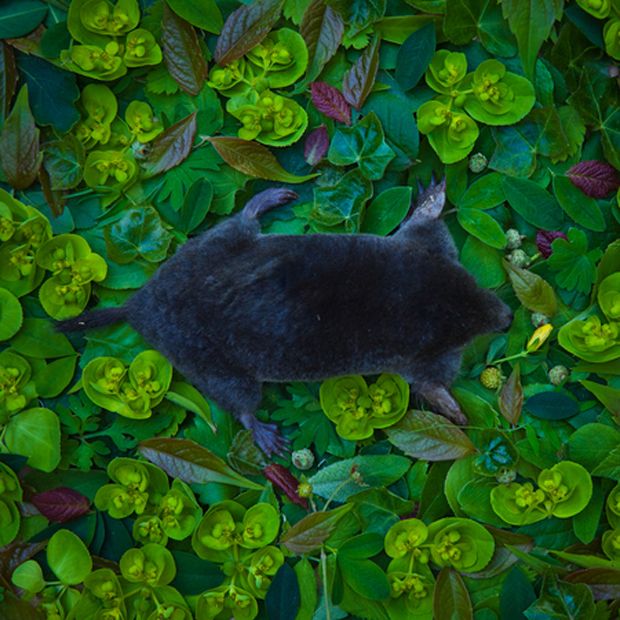 Maria Ionova Gribina 09