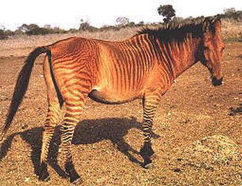 Zebroide_animales_int