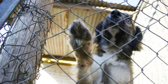 Perrera-Todo Bien-NOTA2