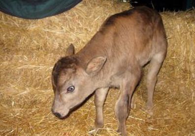 Vaca clonada chile - Portada