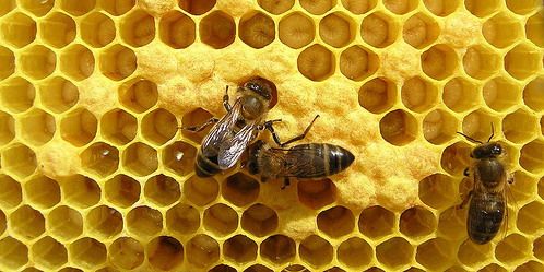 Panal - abejas - miel - apicultura2