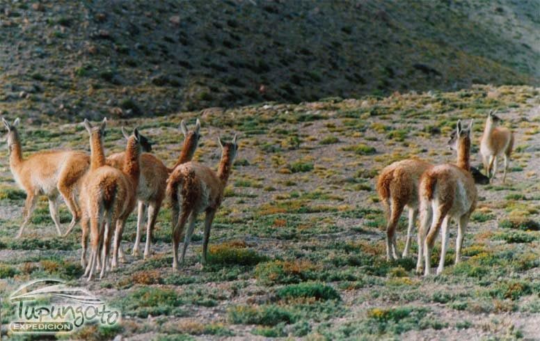 Guanacos parque Volcán Tupungato