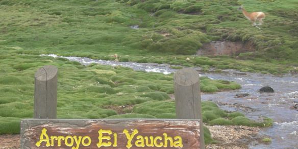 Uco laguna guanaco saltarín