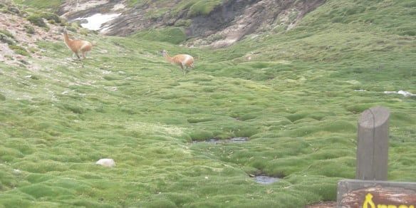 Uco laguna guanacos
