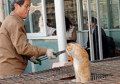 Gatos P