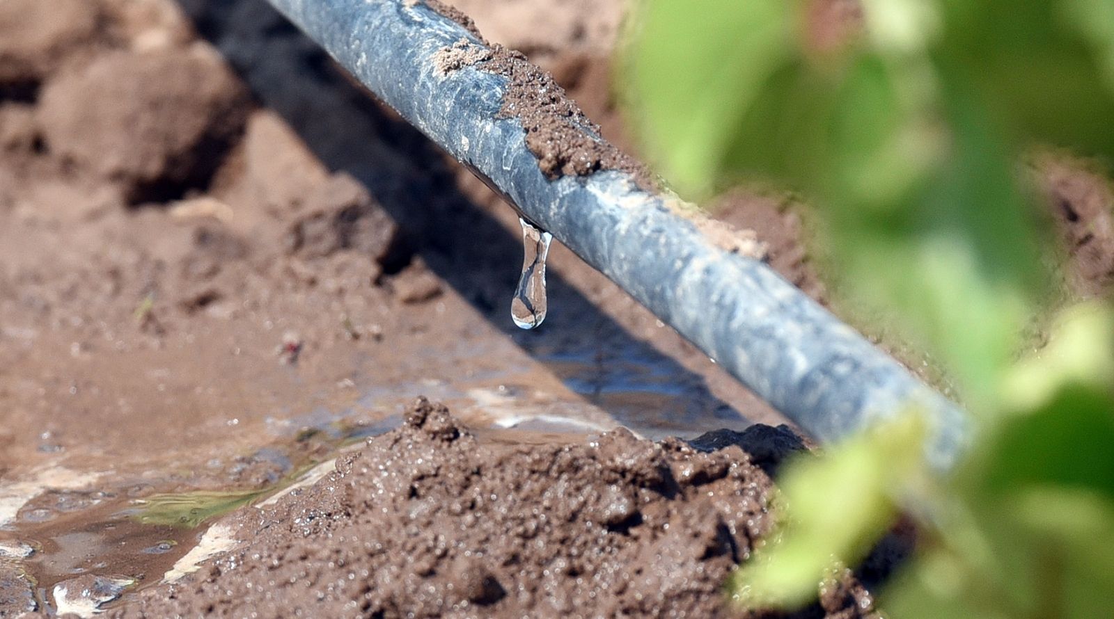 El riego por goteo optimiza el uso del agua