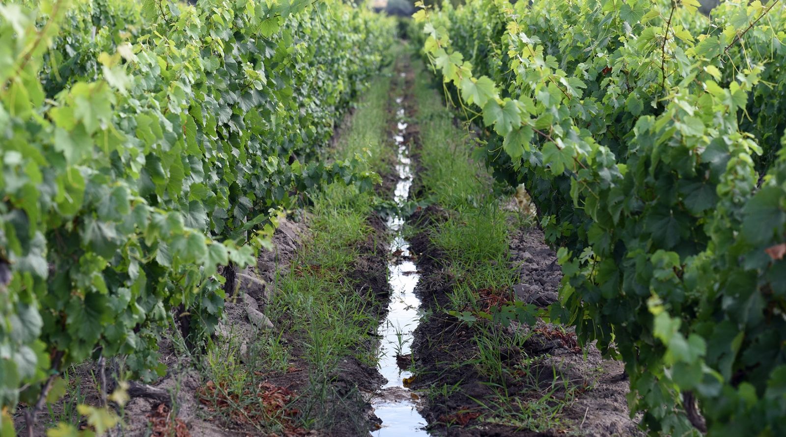 El riego por surcos es el sistema tradicional usado en Mendoza