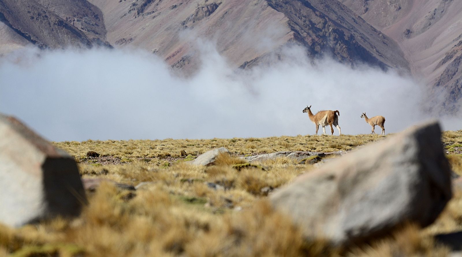 Los guanacos abundan por la zona