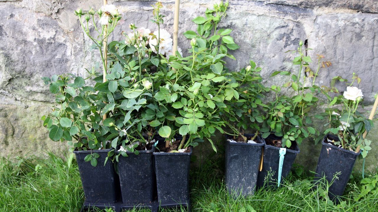 Fuente: https://bc3-production-blob-previews-us-east-2.s3.us-east-2.amazonaws.com/