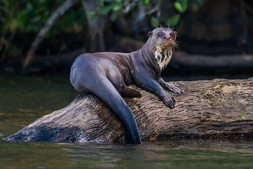 nutria gigante