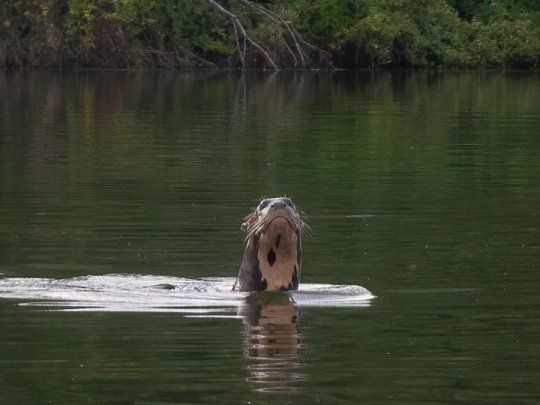 nutria gigante