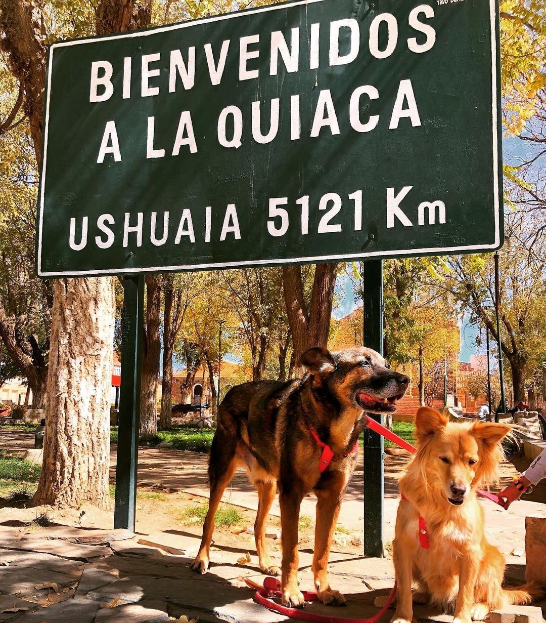 perros viajeros