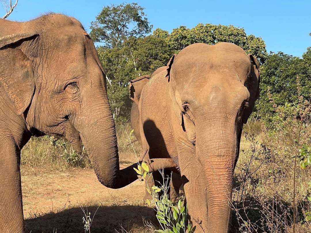 elefante santuario