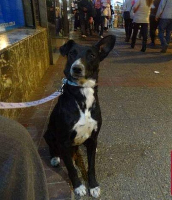 perros abandonados adopción