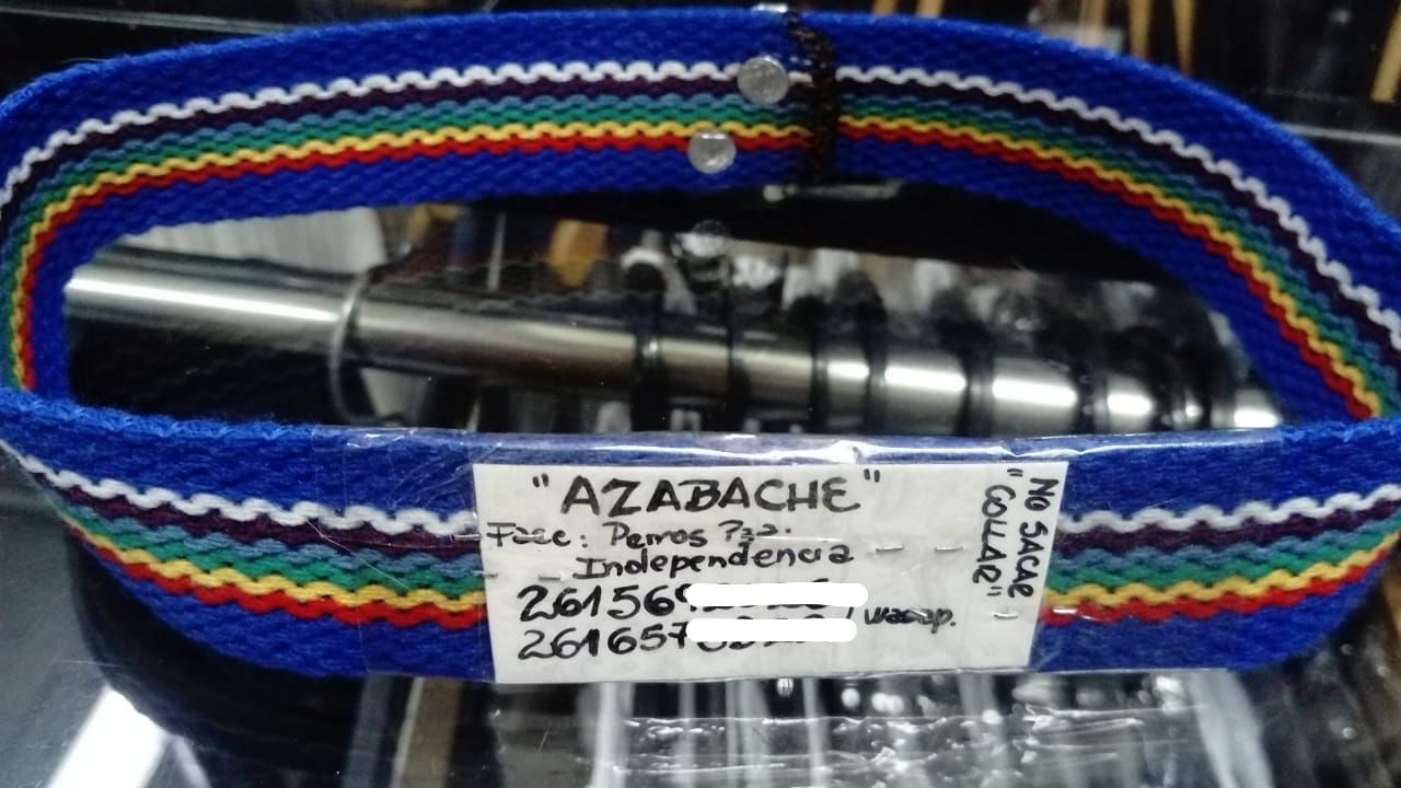 perros abandonados adopción