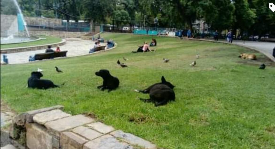 perros abandonados adopción