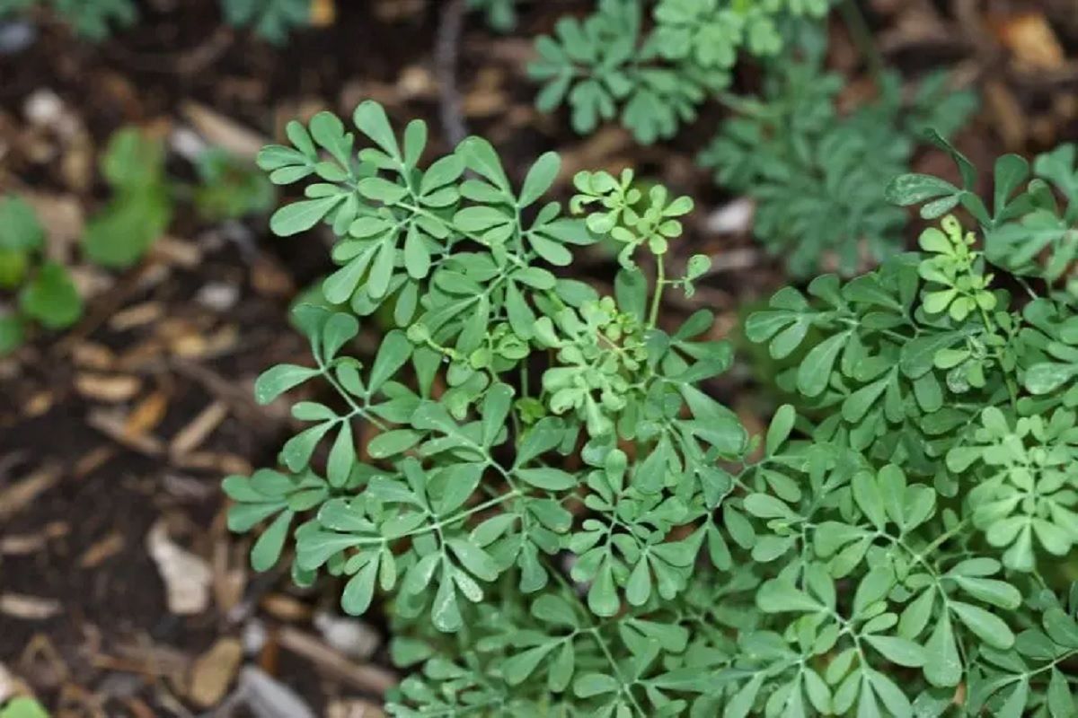 Así puedes revivir la planta de ruda con dos ingredientes de cocina