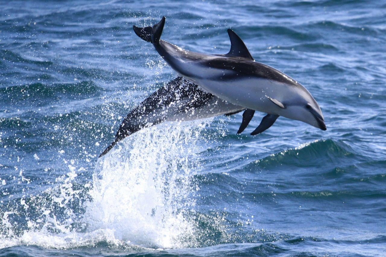 delfines puerto madryn