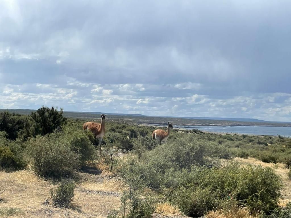 punta tombo puerto madryn